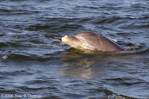 20061213_Dolphin02
