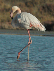 Flamingo birding cyprus akrotiri