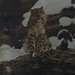Snow Leopard  - National Geographic - 1971