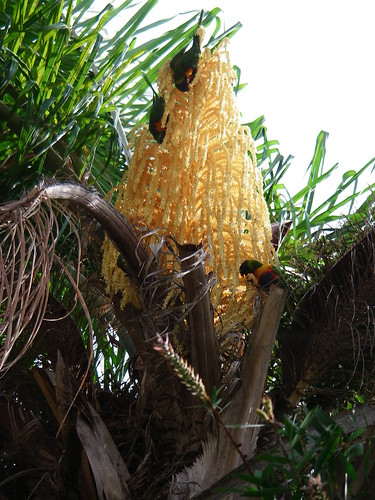 Rainbow Lorikeets in Palm Tree