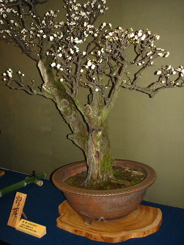 Plum bonsai