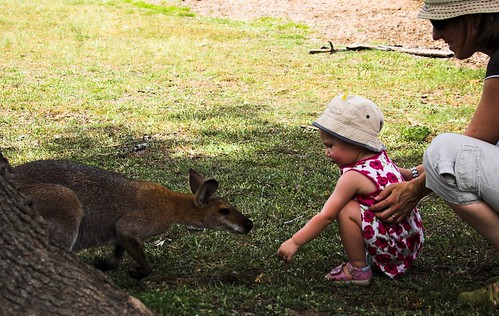 Feeding the Wallaby