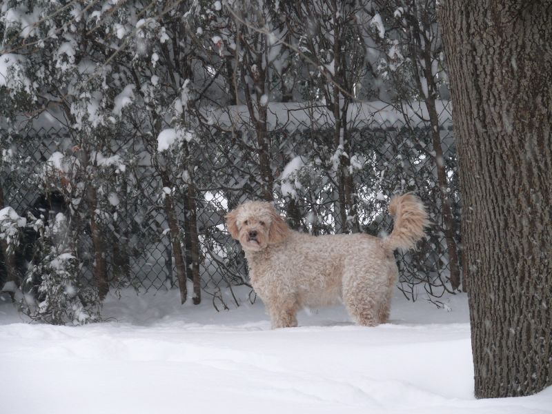 Maggie in the snow
