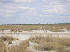 A large herd of springbok.JPG