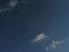 great blue heron overhead