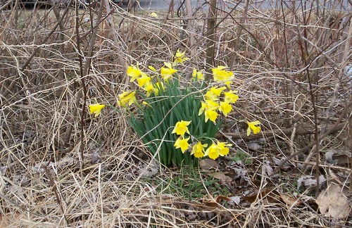 early spring