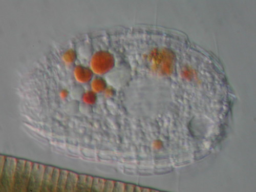 Dinoflagellate becomes Ciliate 227