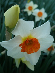 daffodil with orange corona