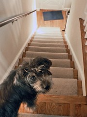 Pappy on Stairs, 20070303