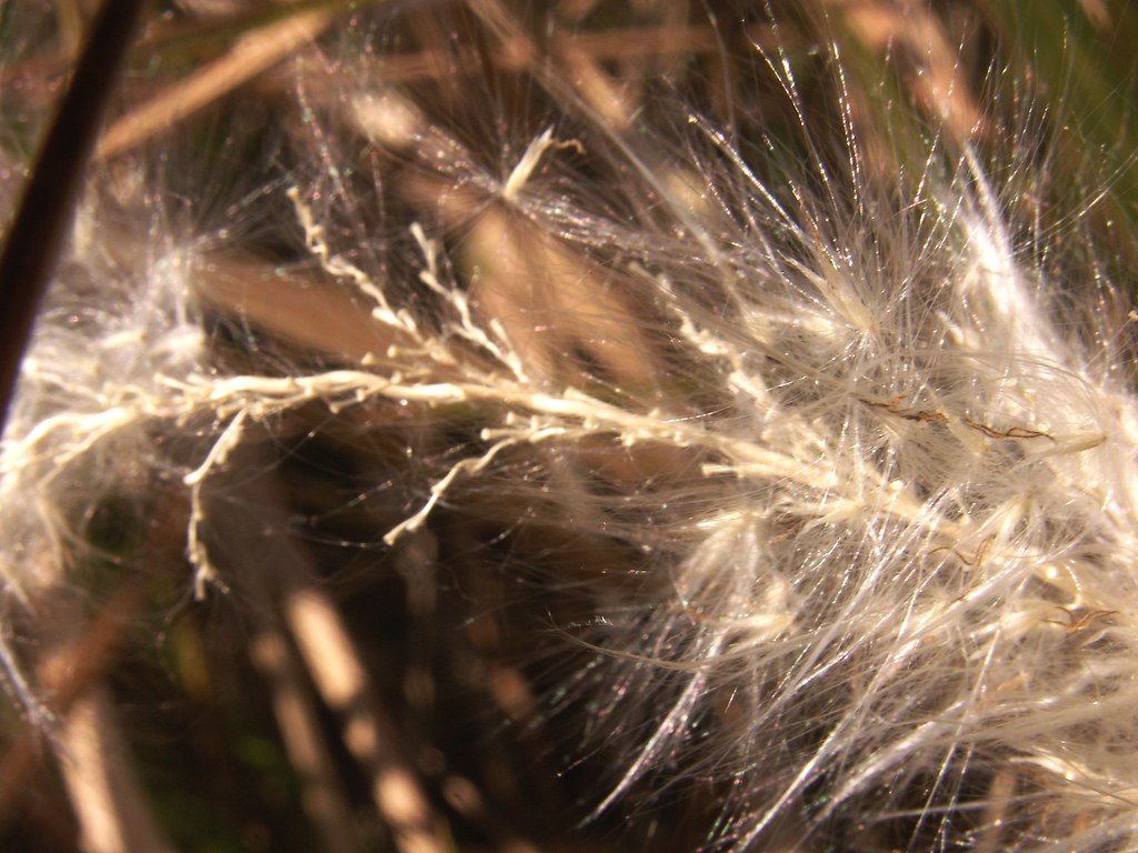 Seed Fluff close-up, Species TBD