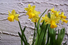 Tete a Tete Daffodils