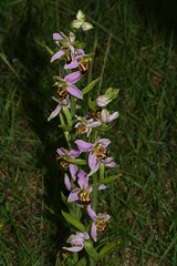 548696630 Bee_Orchid---Belgarum 2007-06-13_18:18:54 Farmoor_Reservoir