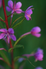 996262669 Rose_Bay_Willow_Herb 2007-07-31_20:22:22 Bald_Hill