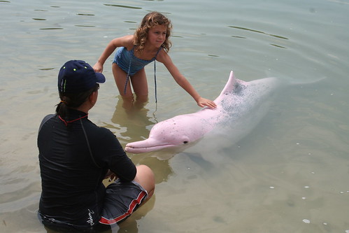 Pink Dolphin