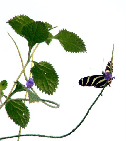 Zebra Longwing Butterfly, IMG_0856.JPG