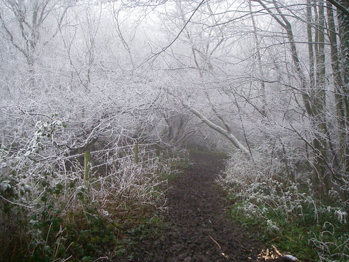 Frost in Forest