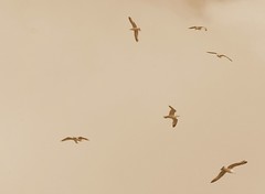 Ağustos Kuşları