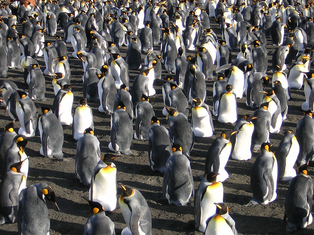 Crozet Archipelago - King Penguins