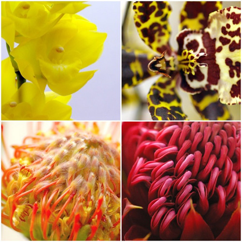 12種類の蘭とネイティブフラワーたち