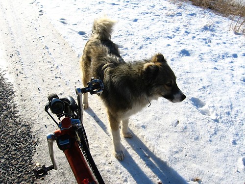 A rare bicycle-friendly dog near Oltu, eastern Turkey
