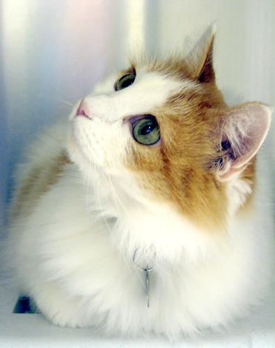 Gypsy, a Beautiful, Soft, White & Ginger Girl Cat | Flickr - Photo Sharing!