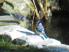 jays by the pond