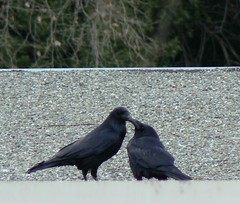 Ravens in Love