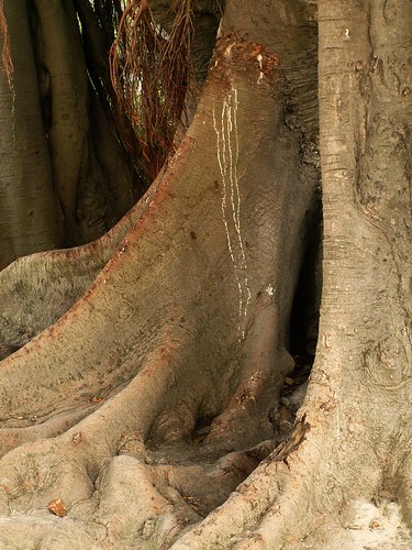 Lisboa - tree roots