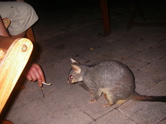Possum getting a handout