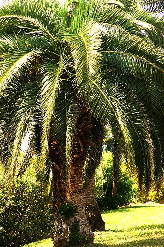 canary date palm tree. Florida Palm Tree