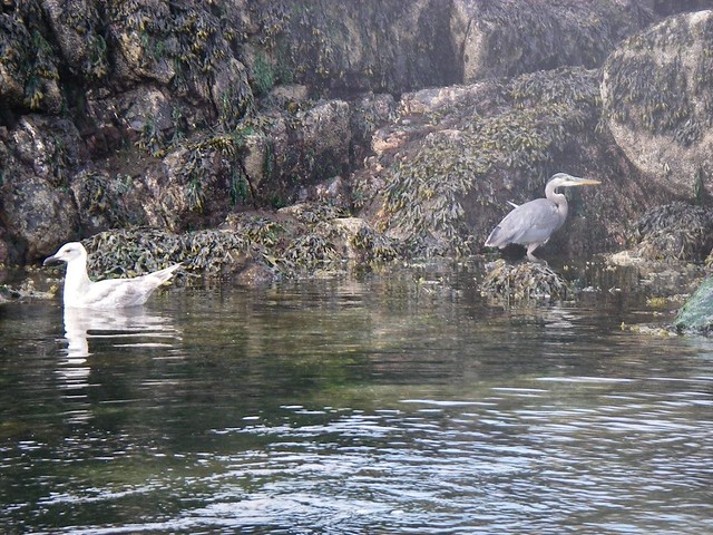 A Heron. Plus, as an added bonus, a Seagull. Now How Much Would You Pay?