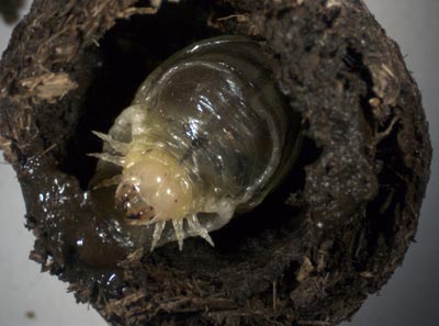 dungbeetle_larvae