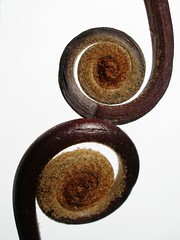 Spirals - Galeria de Tanakawho - Flickr