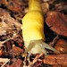 mmm...banana slug