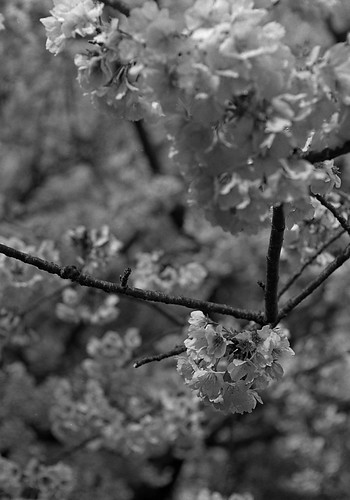 上野の桜