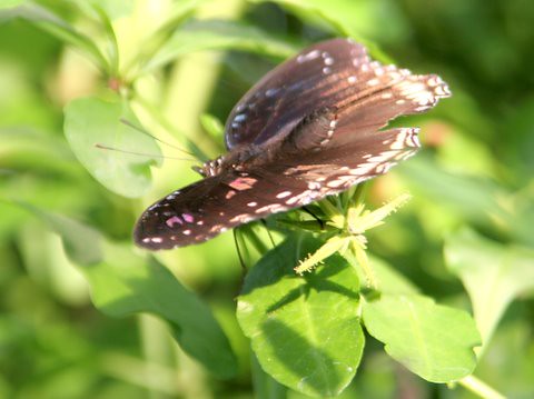 butterfly, IMG_0901.JPG