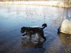 skip in icy pond