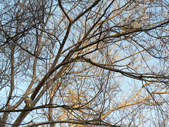 Black-Crowned Night-Herons roosting in tree