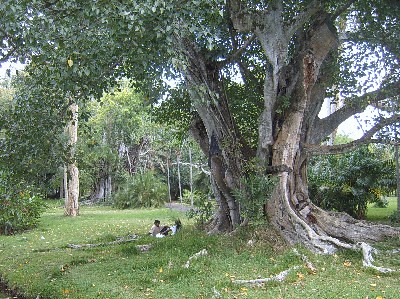 Jardim Botanico de Mauricius