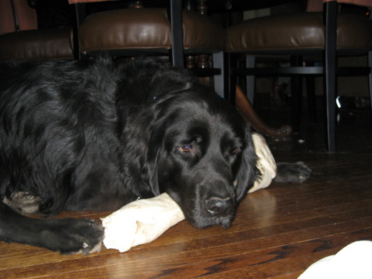 Charlie and his bone, Dec 06