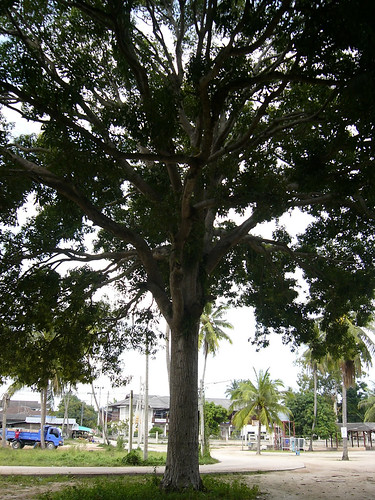 サムイ島‐big mango tree
