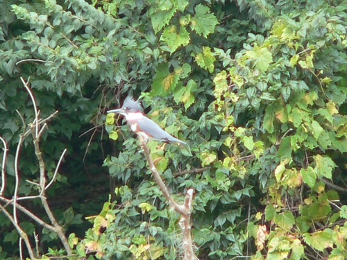 397 Belted Kingfisher 04