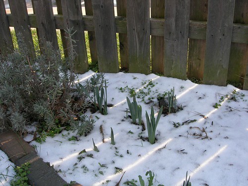 Garden in "winter"