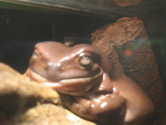 KL toad in the aquarium