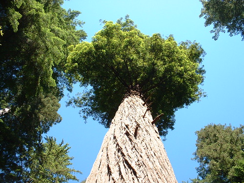 Coastal Redwood