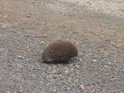 Echidna on Western Tiers Dirt Road