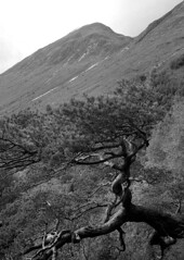 A tree at the slopes of Ben Nevis, Scotland
