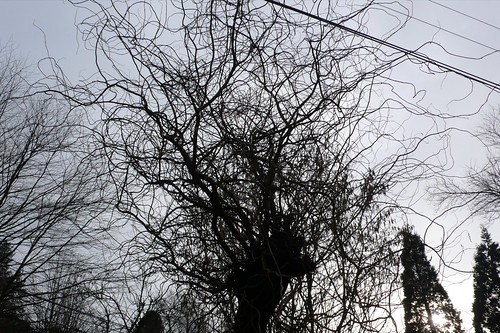 dark tree