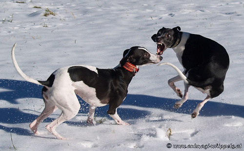 Whippets, Gloria and Gime