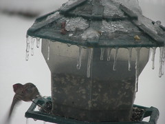 icy feeder and house finch